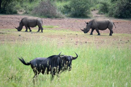 Wild africa nature