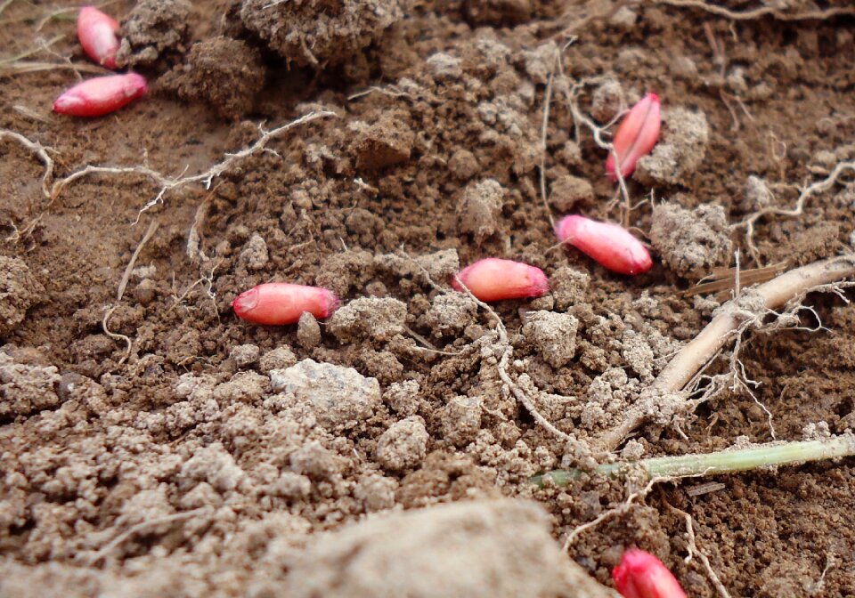 Ground fruitful nature