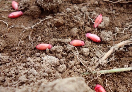 Ground fruitful nature