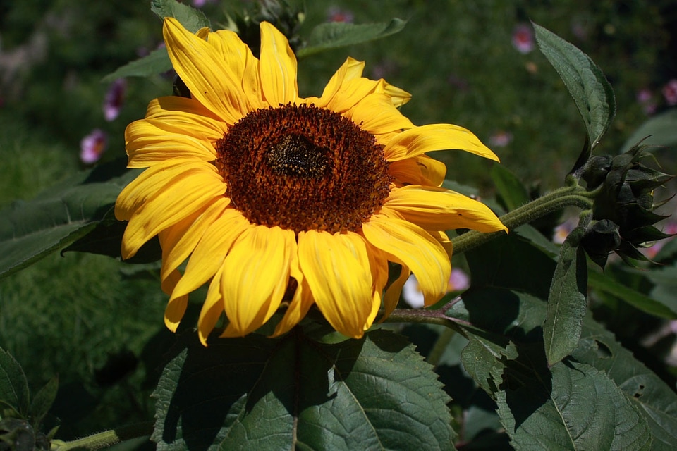 Blossom yellow brown