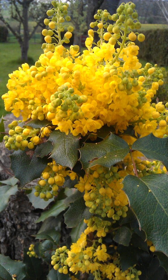 Yellow nature wild flowers