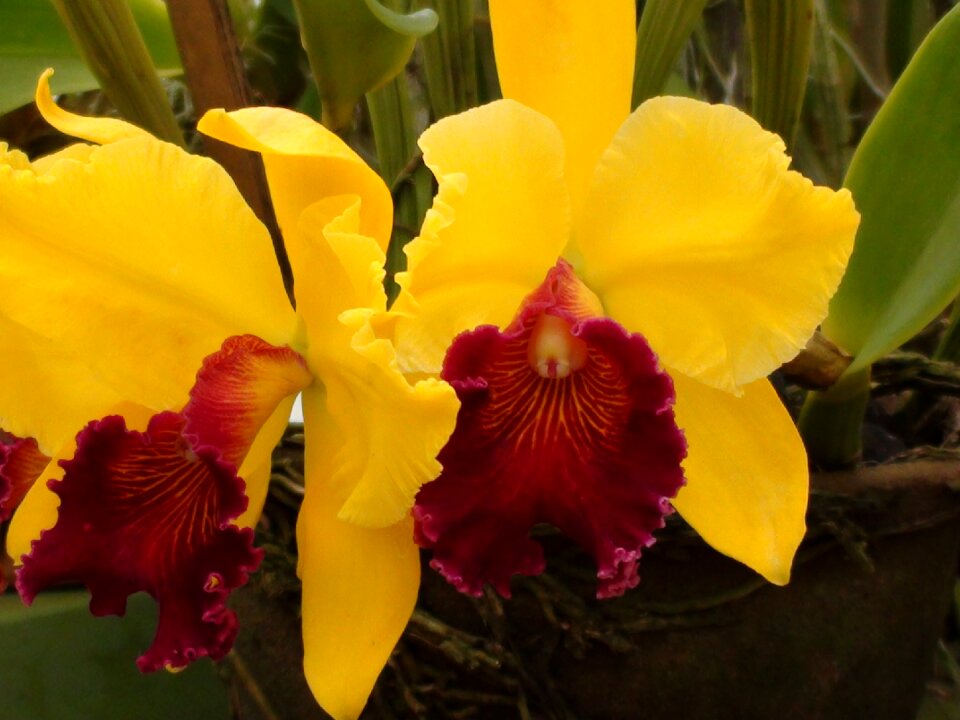 Orchid yellow flower