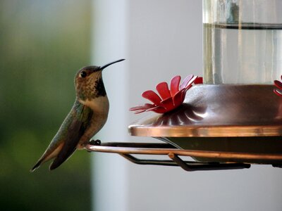 Feathers biped bird