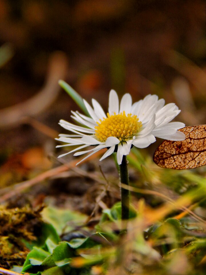Flower plants natural