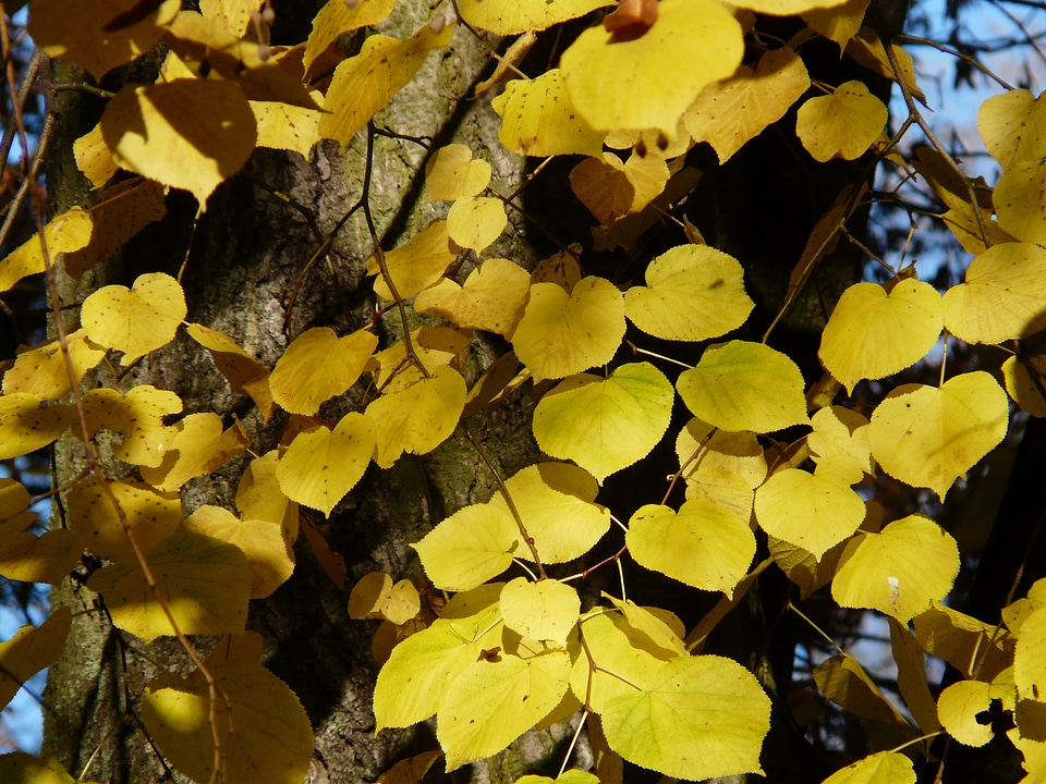 Winter linde stone linde tilia cordata