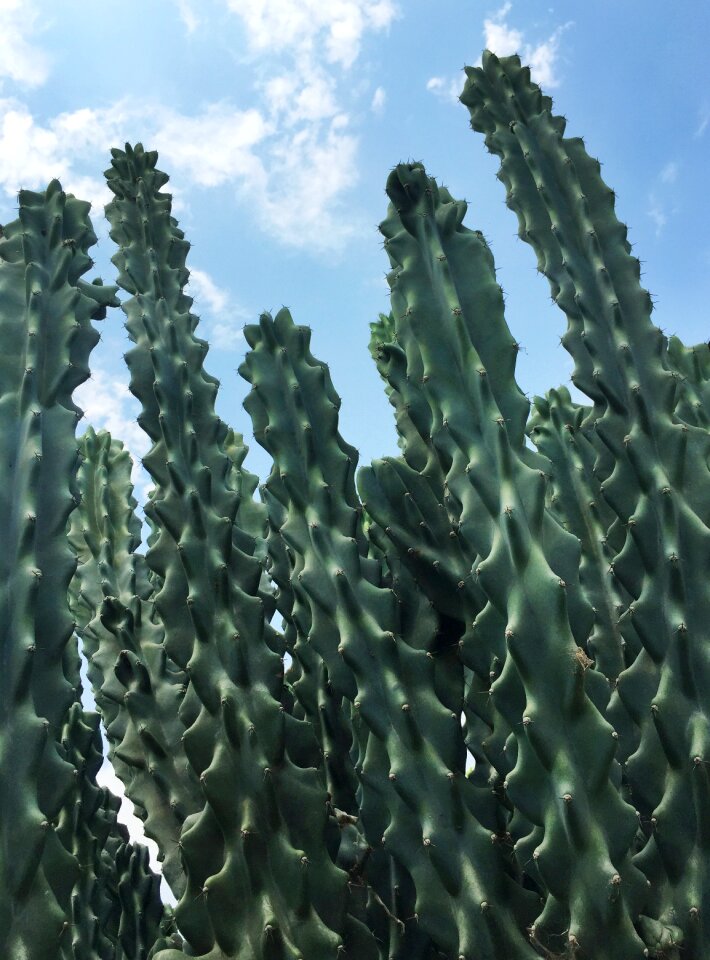 Plant texture