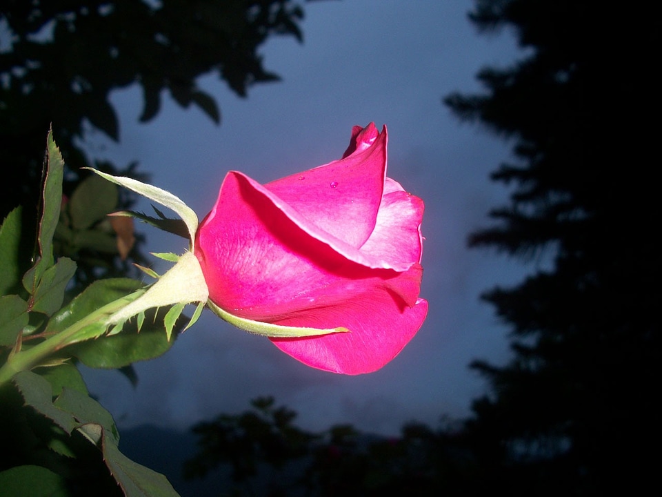 Flower love romance
