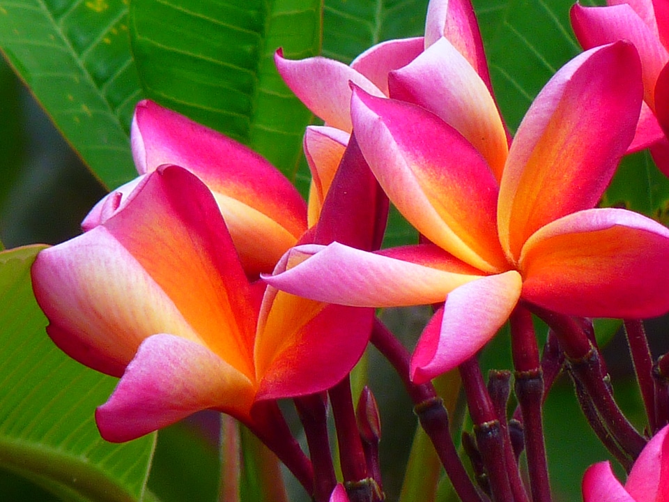 Red frangipani blossom bloom