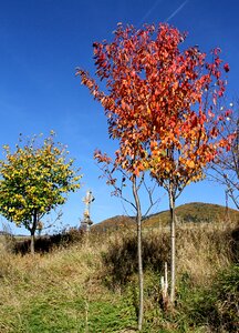 Cross tree
