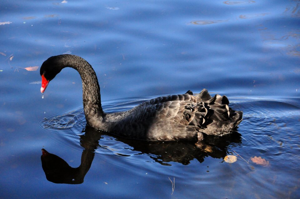 Animal fauna nature