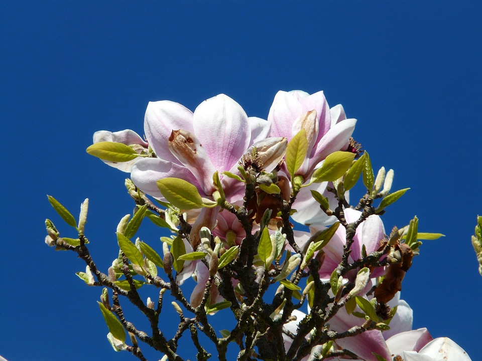 Magnolia magnoliengewaechs magnoliaceae photo
