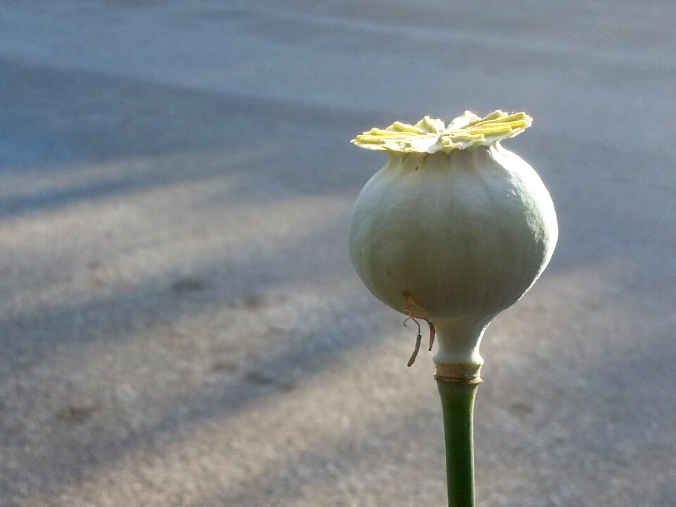 Plant summer season