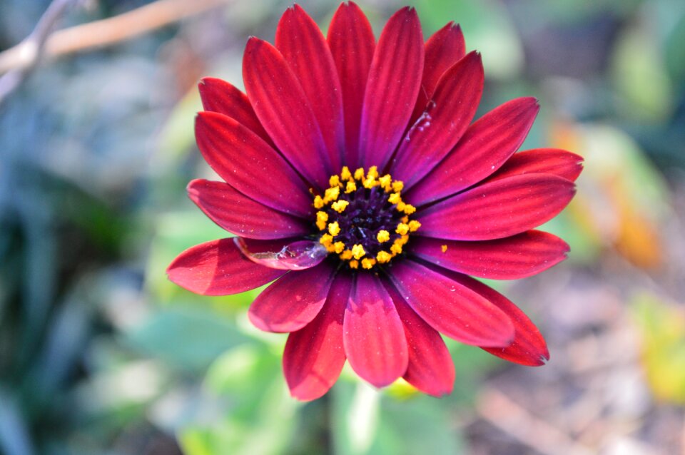 Flower red
