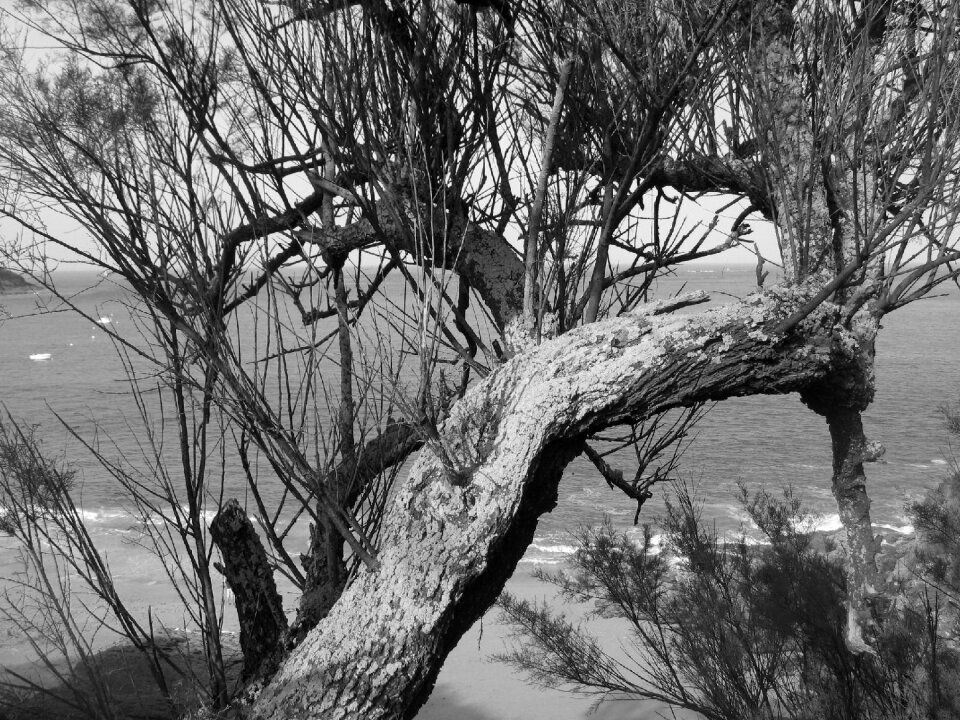 Landscape brittany branch