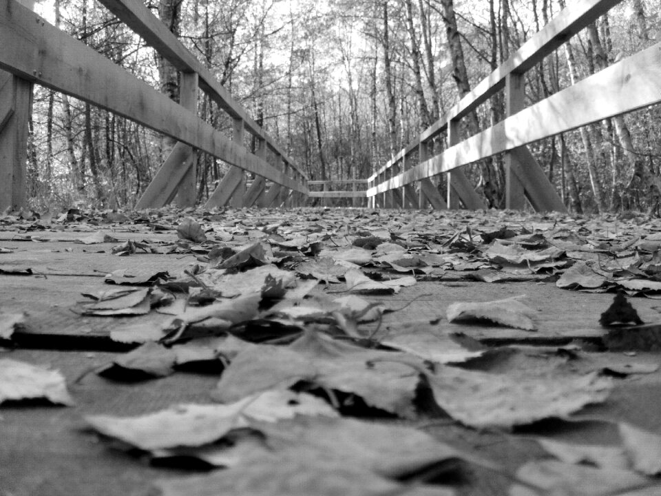 Bridge nature black and white