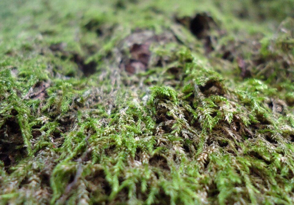 Garden green forest floor