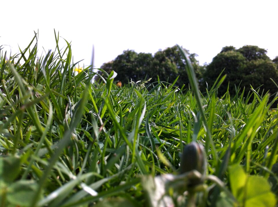 Nature summer grass