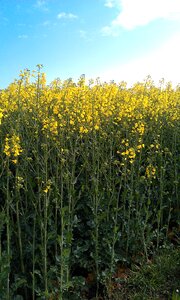 Oilseed rape plant blossom