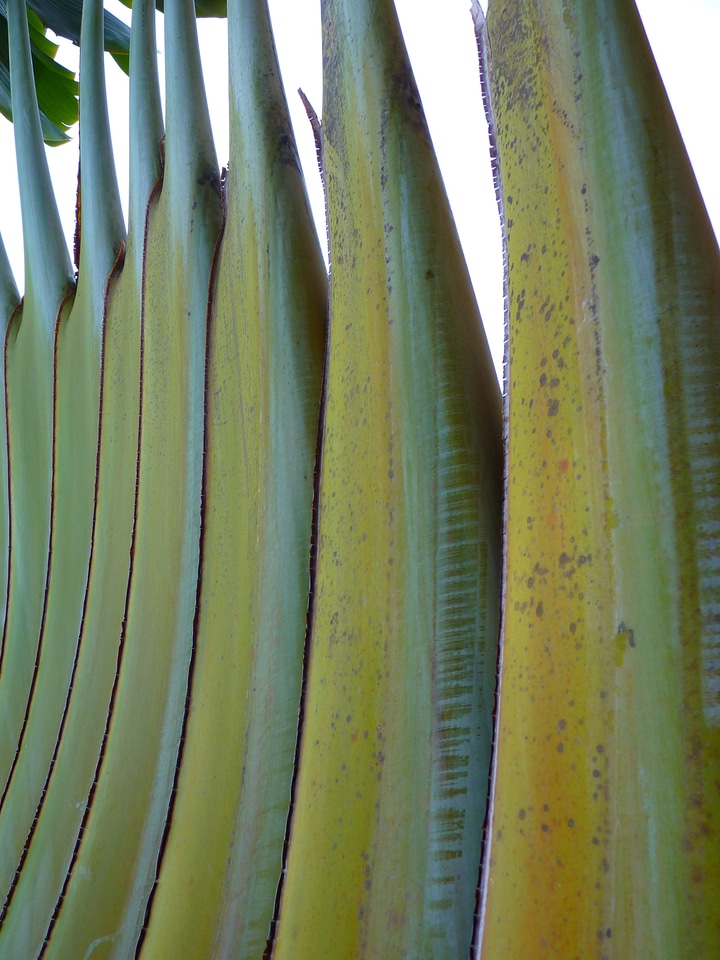 Fan palm plant green