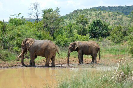 Wild animal wilderness