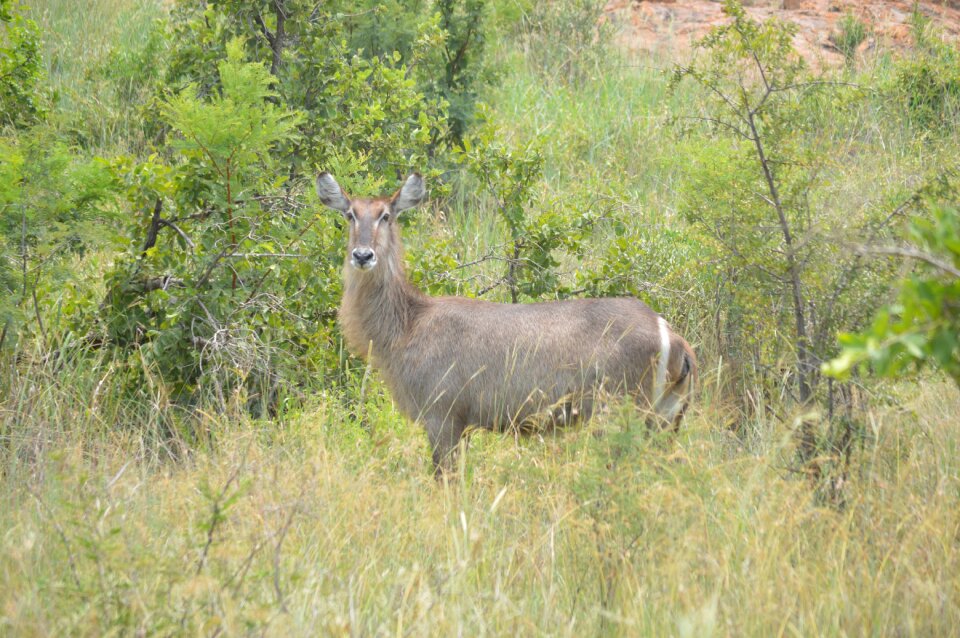 Natural buck mammal