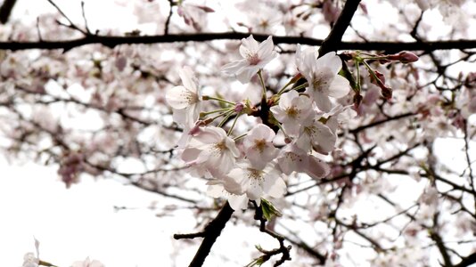 Cherry blossoms flower plant