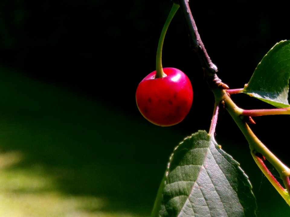 Red nature fruit