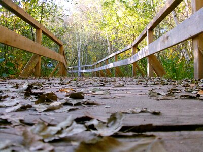 Web bridge nature