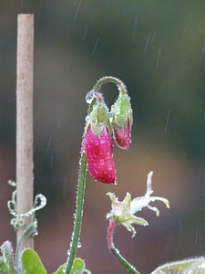 Vetch vicia fabaceae