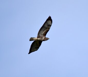 Habichartige feather flying photo