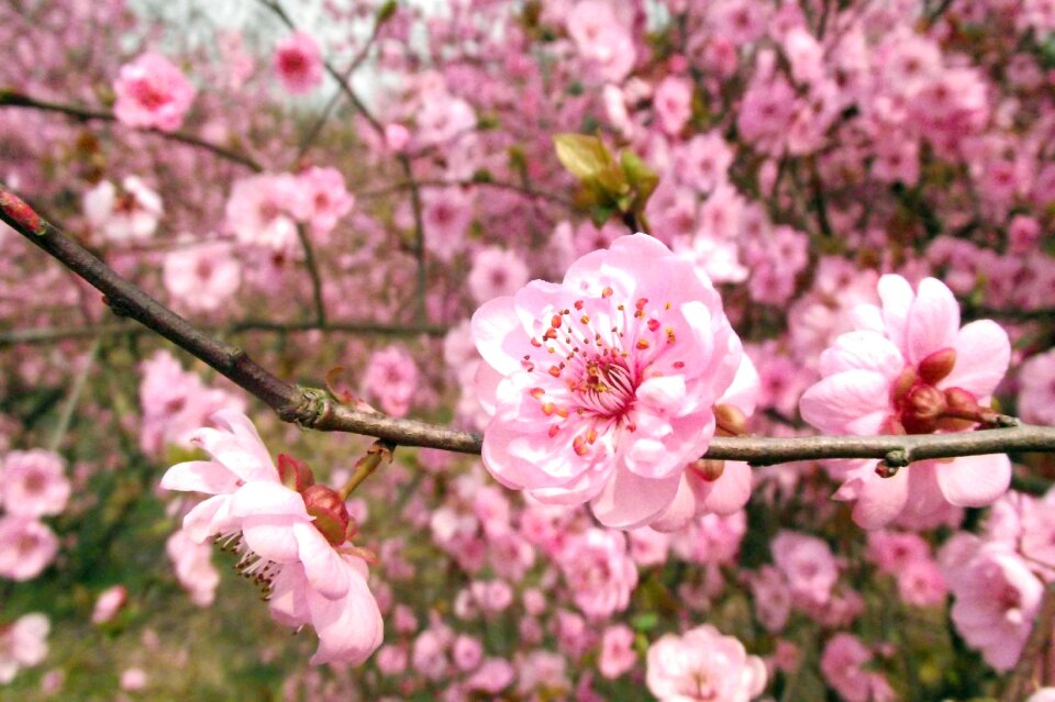 Flower peach blossom plant