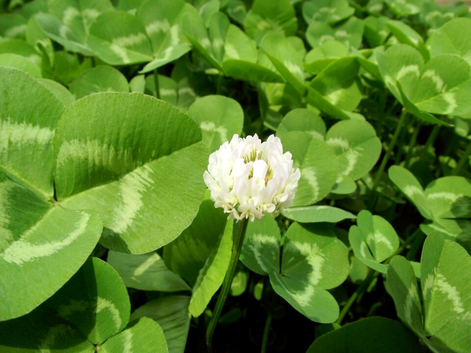 Clover plant green