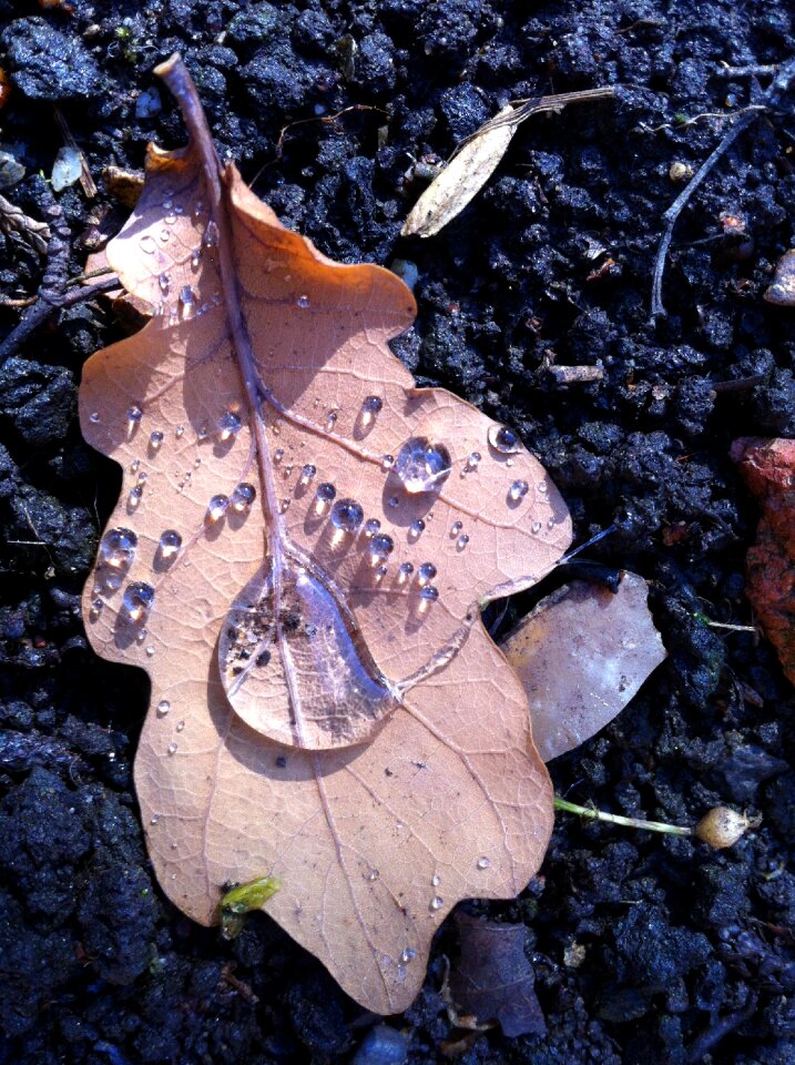 Nature rain drop autumn