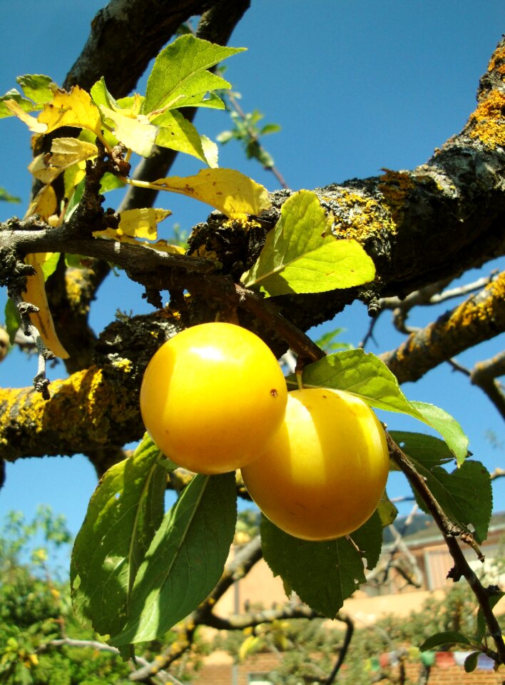 Yellow plum branch