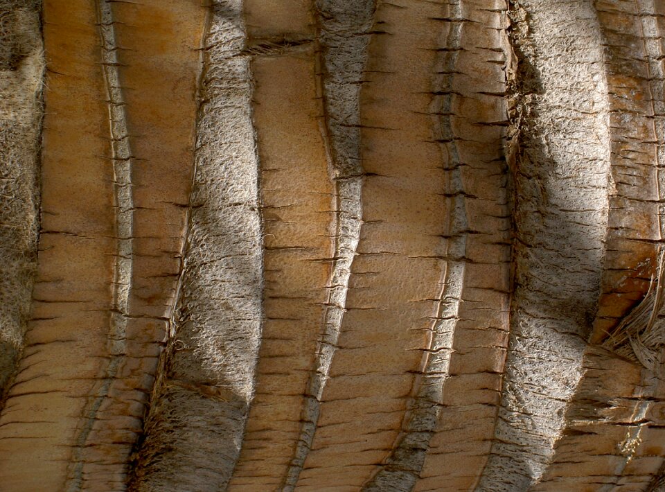 Wood background tree