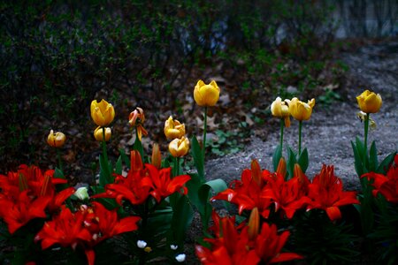 Tulip seoul museum of art virtue kotobuki shrine