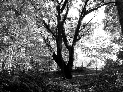 Tree nature black and white photo