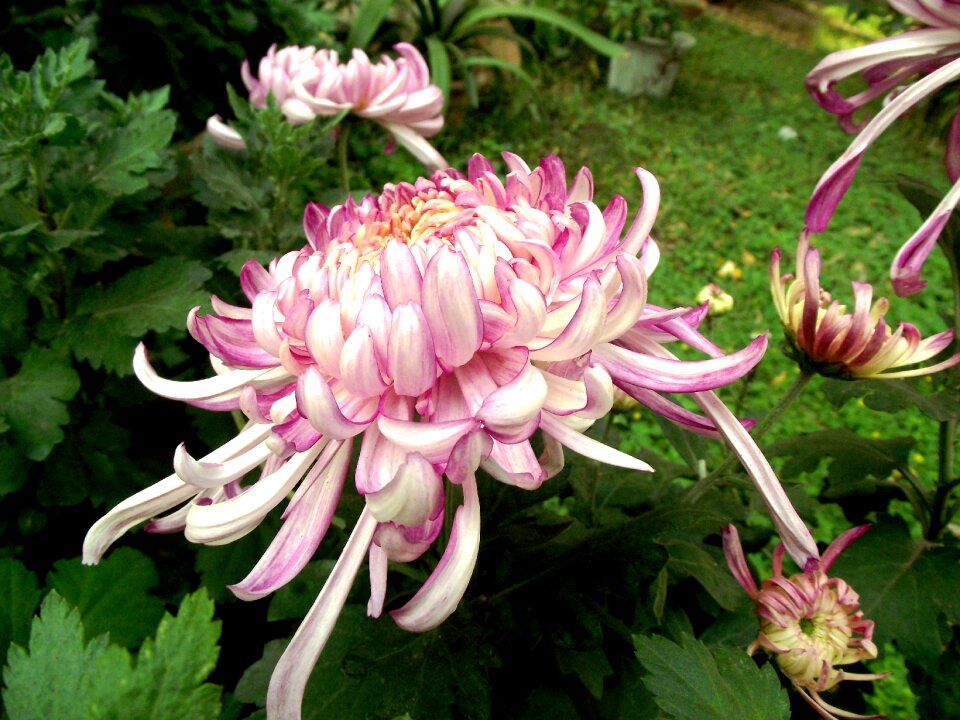 Chrysanthemum plant flower
