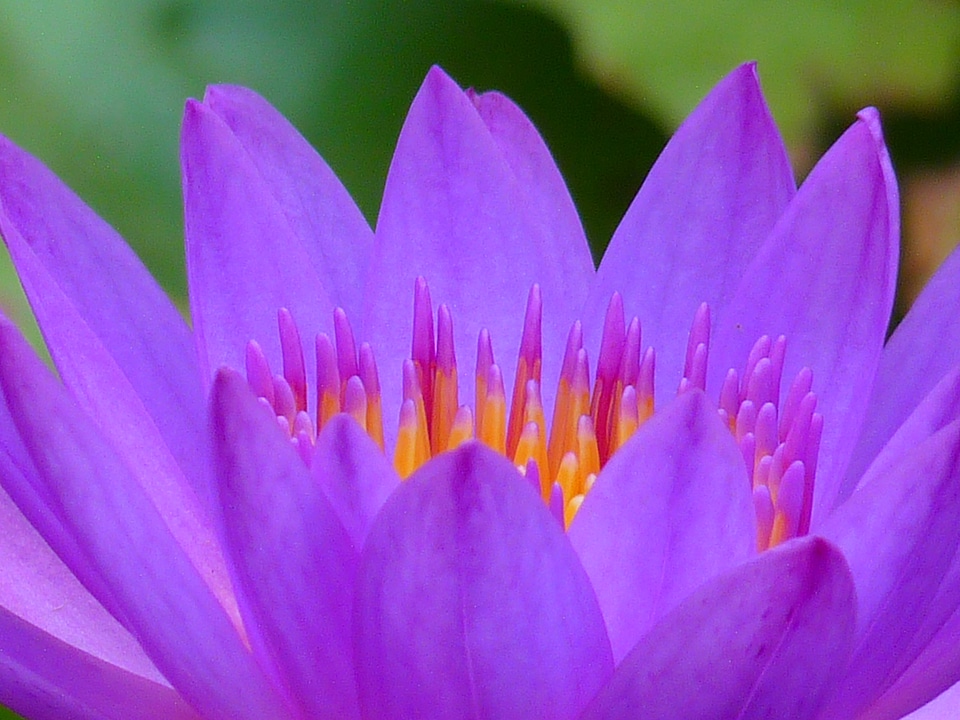 Flower water purple