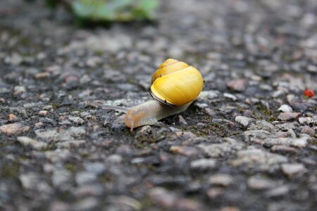 Yellow rain soil