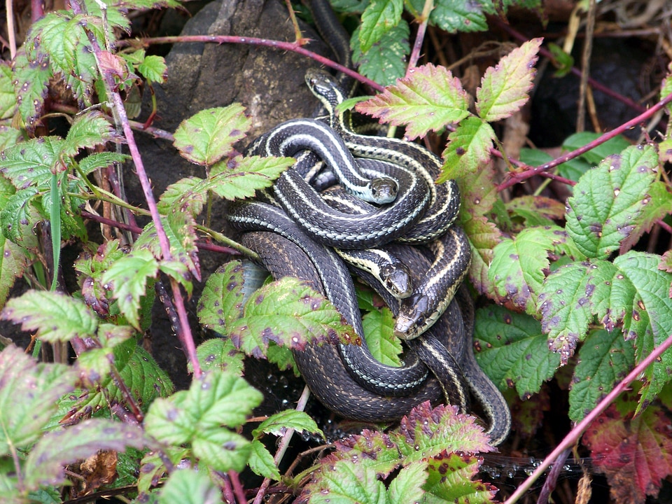 Family wildlife serpent