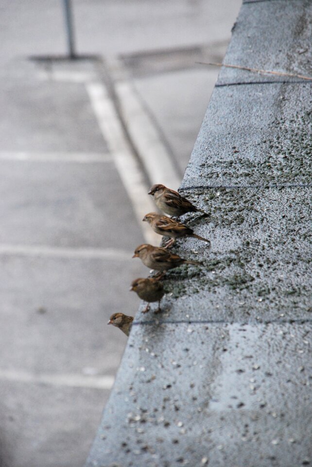 Sparrow grey city
