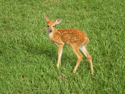 Fauna plain colombia