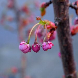 Hang prunus spring