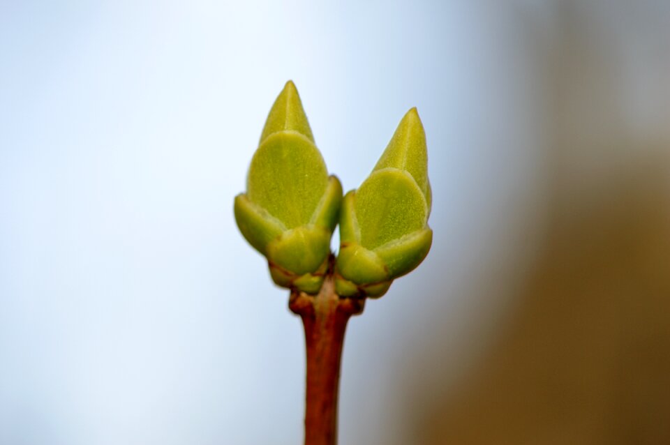 Nature plant close up