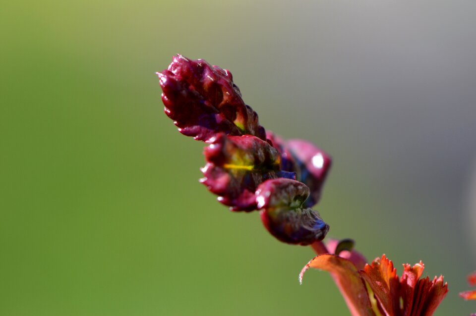 Nature plant close up