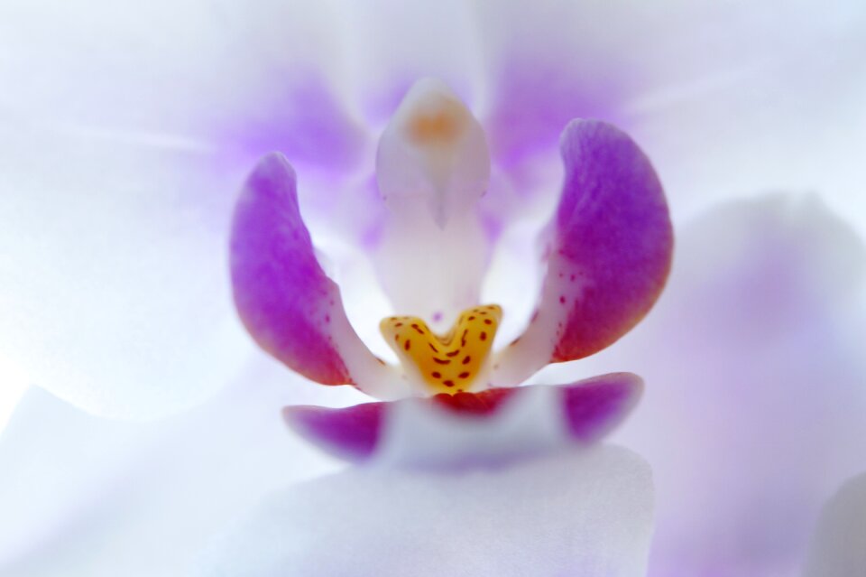 Bloom flower close up