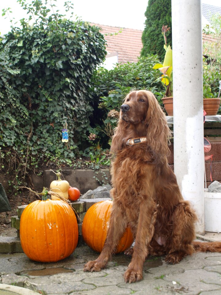 Dog halloween pumpkin