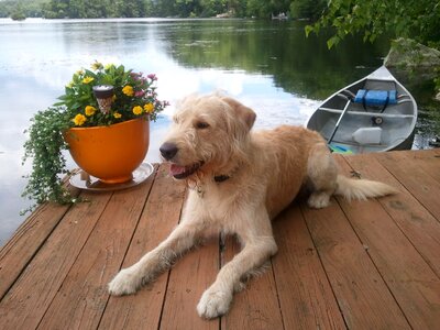 Water leisure canine photo
