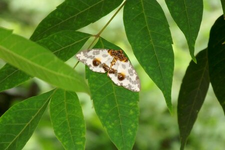 Plant moths insect